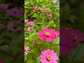 Beautiful flowers 🌺 #youtube #flowers #youtubeshorts #viral #viralvideo #flowergarden