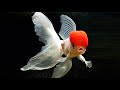 10 Most Beautiful Goldfish Species in the World