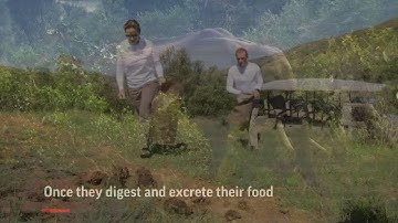 The fruity, earthy gin infused with elephant dung