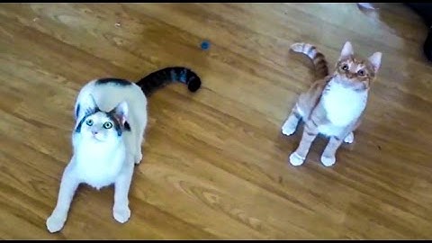 Cats and Athletes Teach Robots to Fall