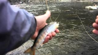 wet midge cherry salmon