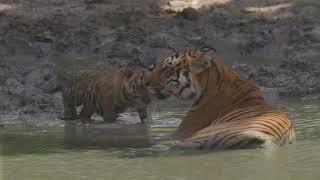 Corbett: Celebrating Our Tigers by Amaan Ali Bangash & Ayaan Ali Bangash