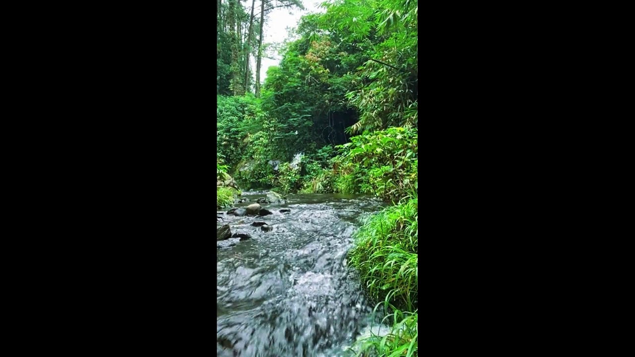 Calm Nature Live for Work & Relax