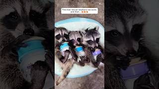 This man rescue newborn raccoons and then #shorts