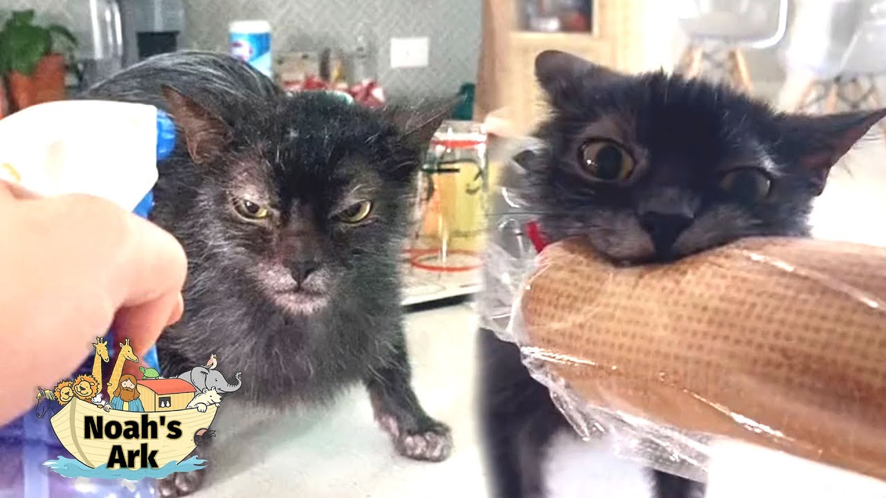 A Demon in Cat form gets out of Control and does Things - YouTube