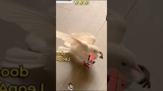 ?Youll LAUGH FOR SURE ? Best FUNNY ANIMAL VIDEOS part 30 shortsfeed funny