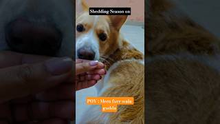 This hairfall season 🥲🥲#funny #comedy#shorts#reels#fyp #dog#indie#labrador #goldenretriever#puppy