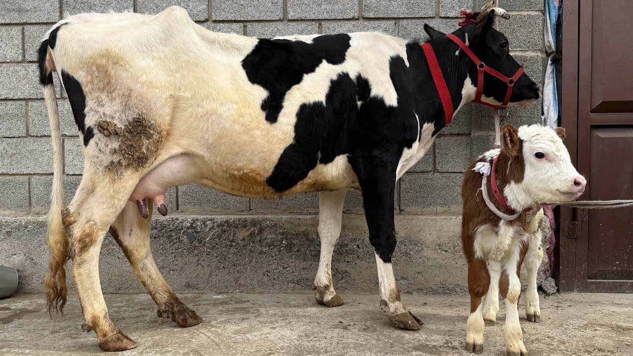 3 Сар Молхои Сершир Элита Бачаш Сментал Рекорд лер намонан арзон ва гарантия 