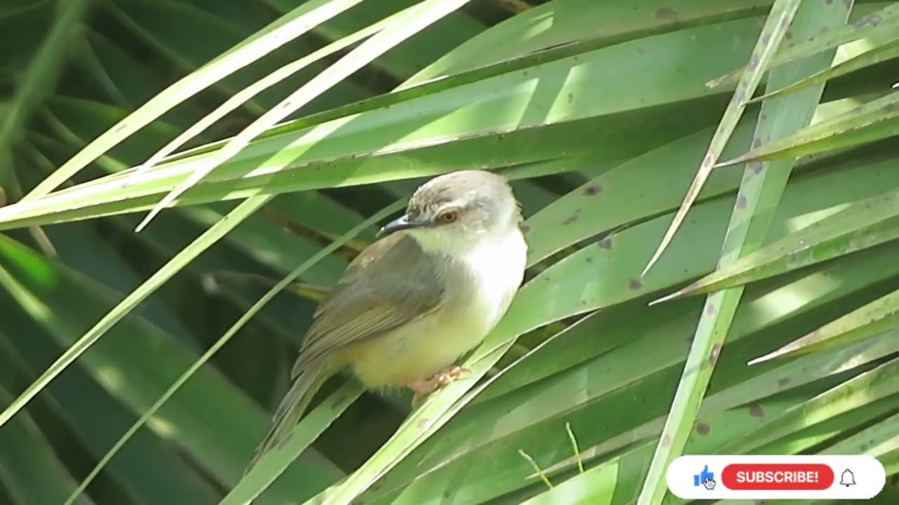 Rare Bird Sighted In Uganda, Meet The Yellow- Bellied Prinia (Prinia flaviventris)