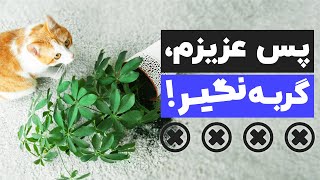 ...کاش قبل از گربه گرفتن میدونستم