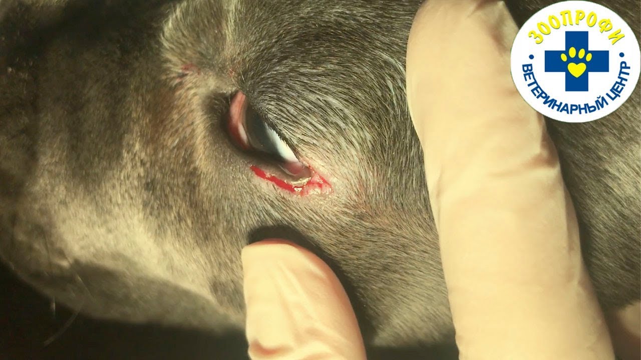 Проводим не Простую Операция по Коррекции Заворота Нижнего Века (Энтропион)