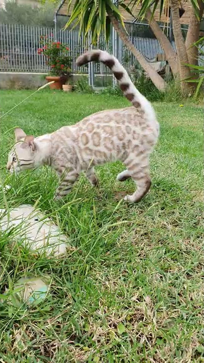 Bengal cat brown VS snow 🤣