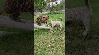 Bengal cat brown VS snow