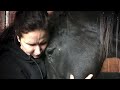 Horse Rescue Heroes: History