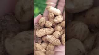 Mind Blowing Healthy Food Tips 🤯🥗#viralreels #fbreels #fbreelsvideo #reels#healthyfood #health