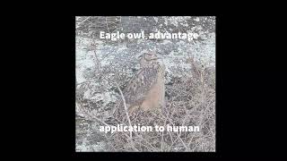 Advantage of Eagle owl  -application to Human -Merry Christmas !!! screenshot 5