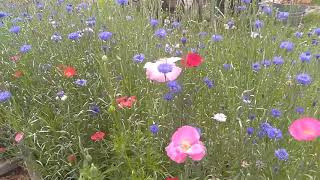 Poppies