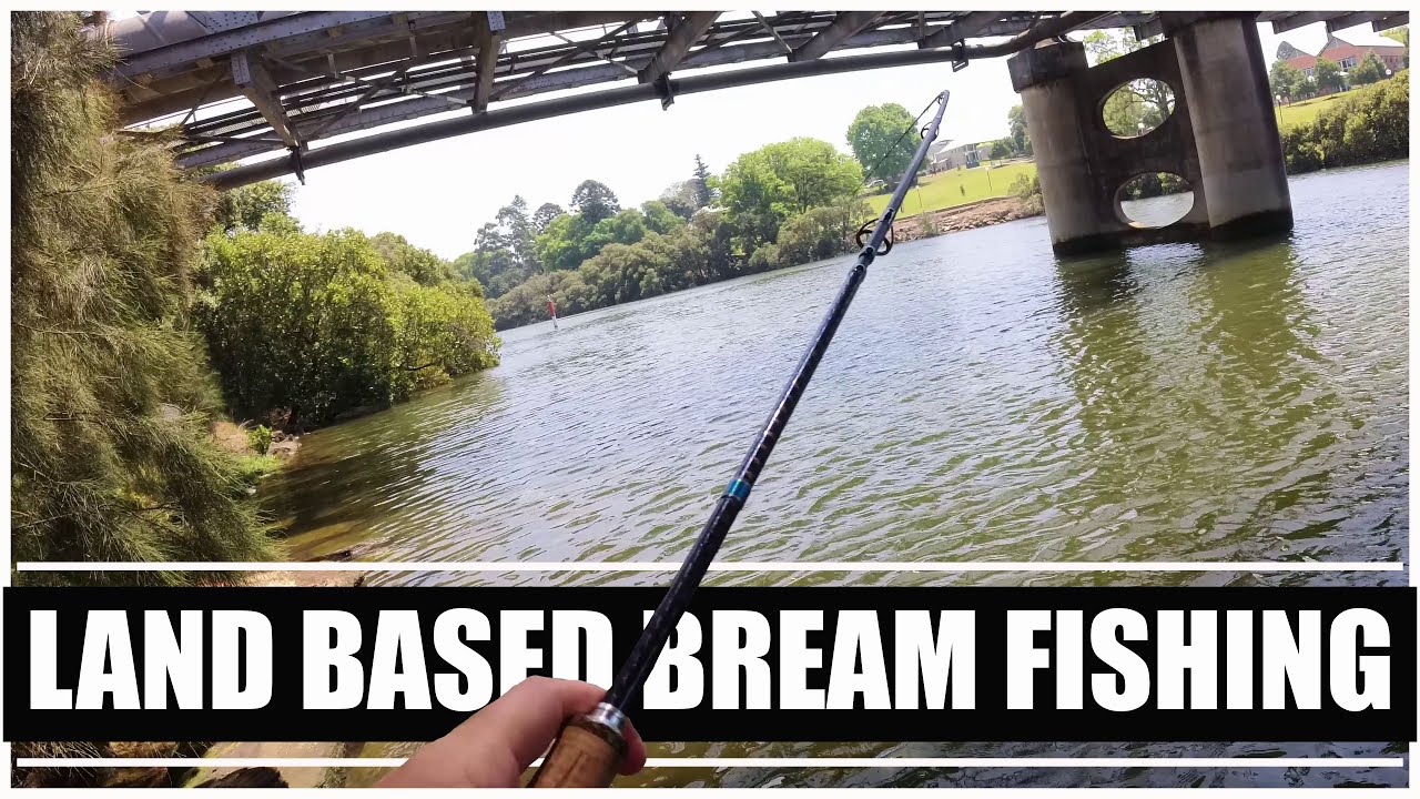 Land Based Bream Sydney Bream Fishing Bass Manager The Best Bass
