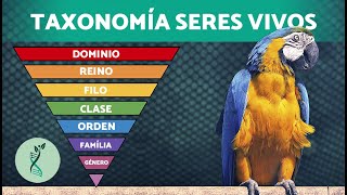 ¿Cómo se CLASIFICAN los SERES VIVOS? 🧫 (Historia, Categorías y Ejemplos)