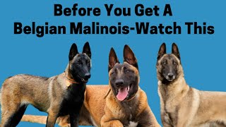 Before You Get A Belgian Malinois-Watch This by Pet Fix 6,578 views 2 years ago 10 minutes, 52 seconds