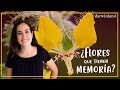 🌼 ¡Estas plantas tienen mejor memoria que tú! 🤭 | darwinianA 🌻