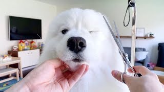 my samoyed's first time grooming