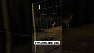 Perhatikan Baik Baik #Viral #Shortvideo #Penangkaran #Breeding #Hewan #Viralvideo #Parrot #Vidoe