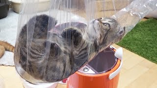 How To Put Cats Into The Plastic Bag! (Please read the detail)