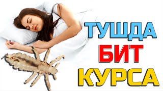 Тушда Бит курса - Tushda Bit ko'rsa