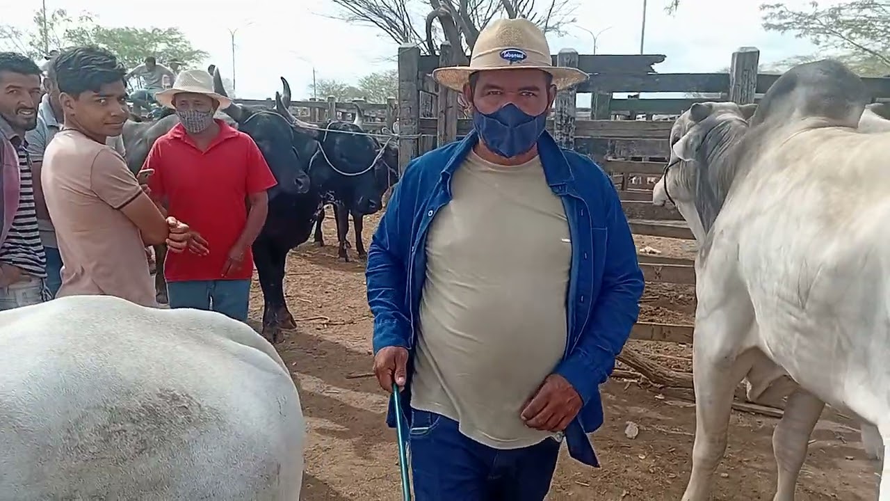 Tabira pe feira do gado 
