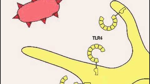 Recognition by TLR on dendritic cells  1