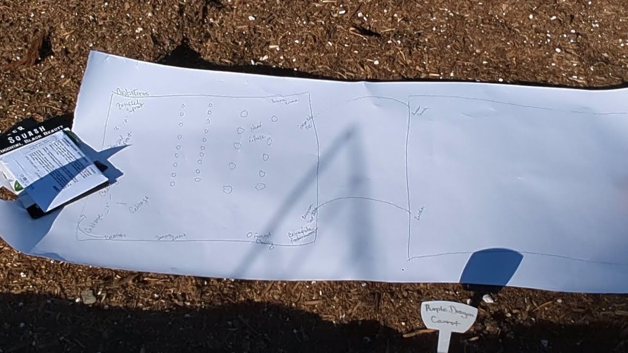 Planting Out Cabbage and Brussel Sprouts according to my master plan