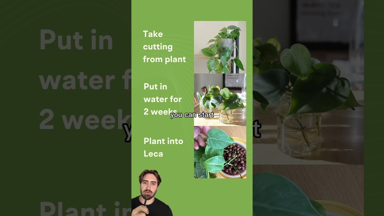 Soil-free growing, in 30 seconds