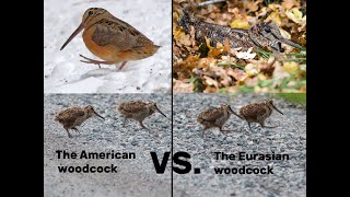 The Differences Between Woodcocks  American VS. Eurasian