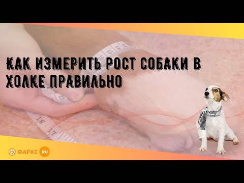 Как измерить рост собаки в холке правильно