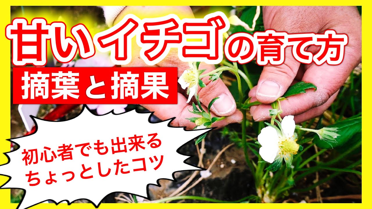 【甘いイチゴの育て方】初心者でも出来るちょっとしたコツ！摘葉と摘果のやり方　～狭い庭で家庭菜園〜