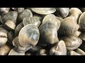 Catch & Cook Clams - Shelling & Clamming on Deserted Island in Outer Banks NC - Clam PoBoy Recipe