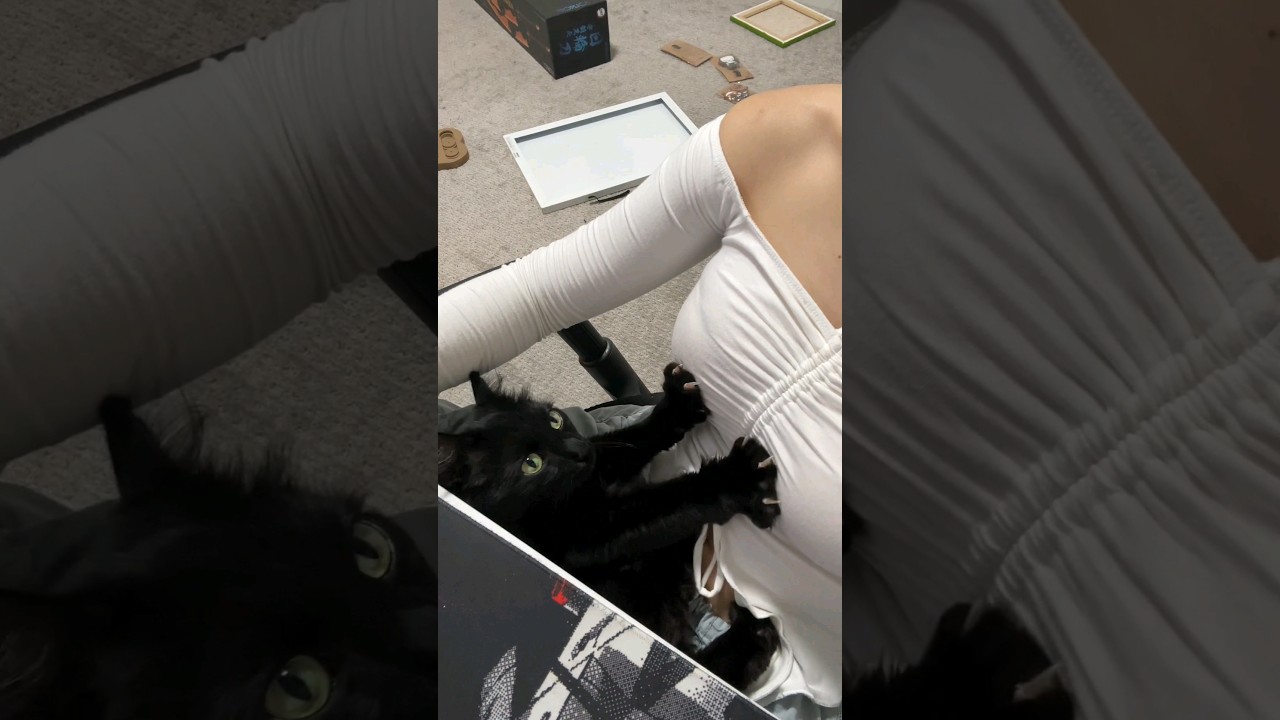 nothing in his lil brain #kitty #cat