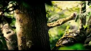 Sur la piste du Marsupilami - Bande Annonce #2 VF