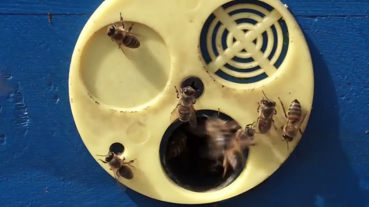 Why Beekeepers Destroy Royal Jelly? 🐝 (Truth About Queen Bees)