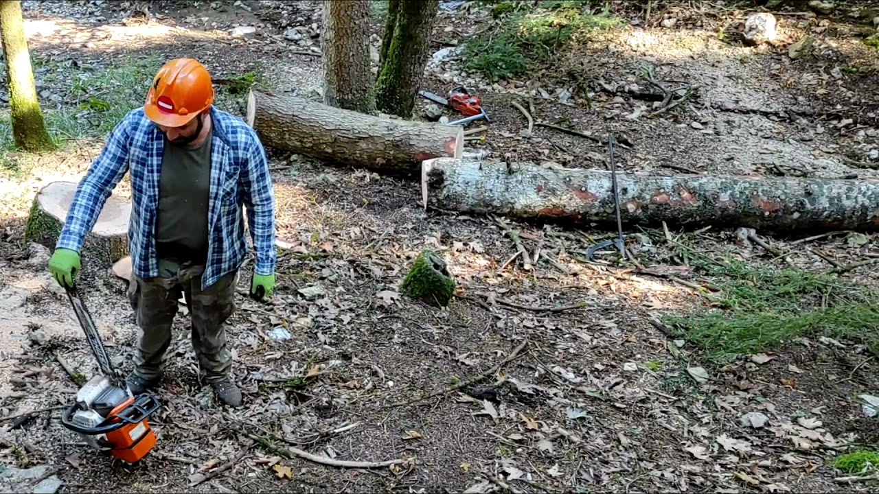 Παρακολούθηση υλοτομίας στα πλαίσια μαθήματος