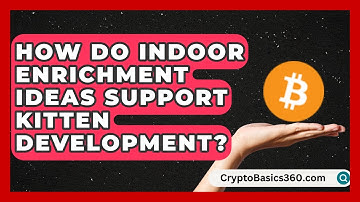 How Do Indoor Enrichment Ideas Support Kitten Development? | Happy Cat Handbook