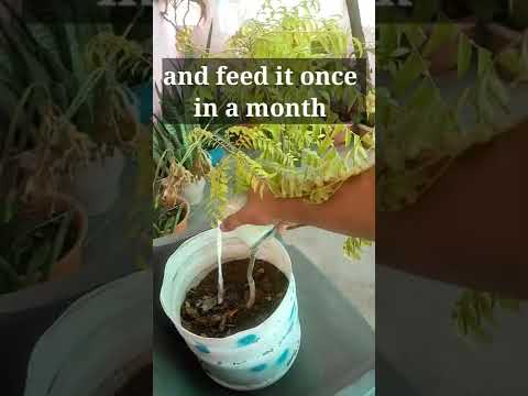 Videó: Curry levelek termesztése – Curry leveles növények gondozása