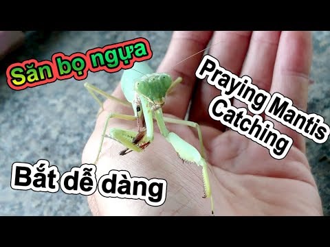 Video: Bọ Ngựa đang Cầu Nguyện Trông Như Thế Nào