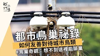 【城市鳥類生態】都市鳥巢祕錄｜如何友善對待城市鳥類 (我們的島 1164集 2022-07-11)