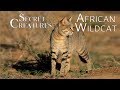 Secret Creatures: African Wild Cat