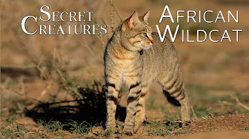 Secret Creatures: African Wild Cat 🐱