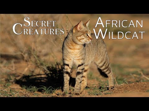 Video: Wild African cats: description of appearance and character