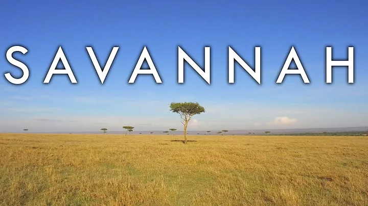 A Savana: Um Ecossistema Único dos Trópicos