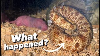 What happened to our new Hognose Snake ?!! by Exotics Lair 19,333 views 1 month ago 6 minutes, 58 seconds